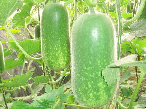 吃瓜网每日大赛 反差吃瓜爆