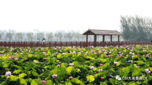 吃瓜大事件曹县,吃瓜大事件背后的故事与启示